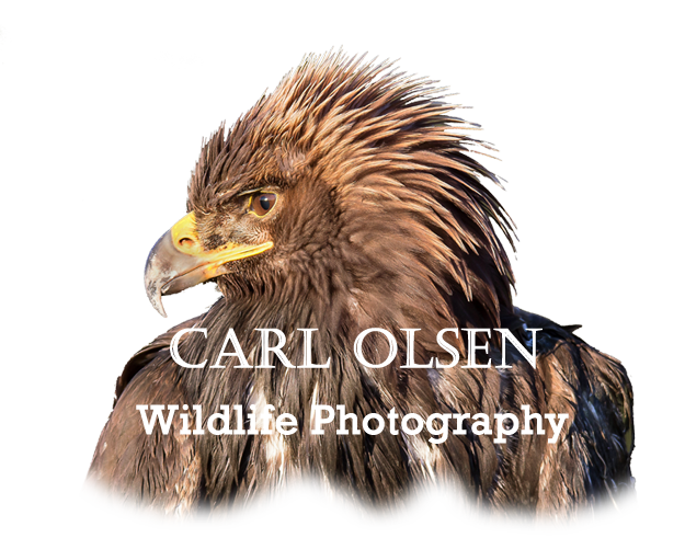 Carl Olsen - Artist Website